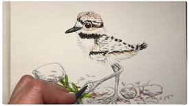 Thumbnail image from YouTube channel showing drawing of a baby Kildeer bird